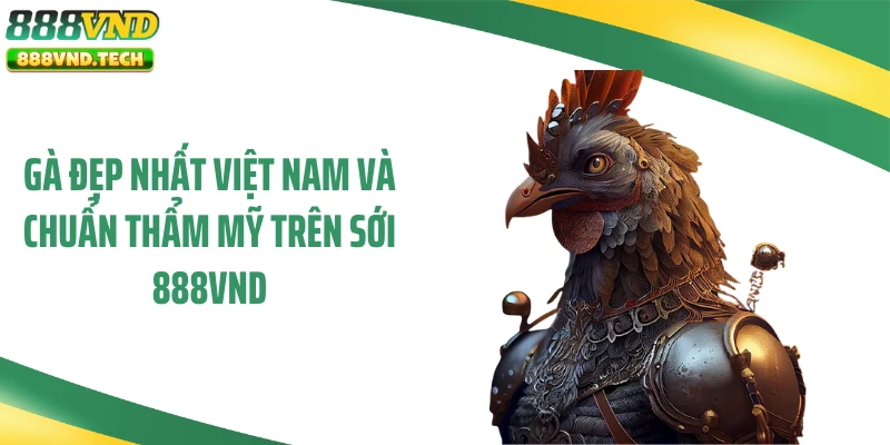 Gà Đẹp Nhất Việt Nam Và Chuẩn Thẩm Mỹ Trên Sới 888VND