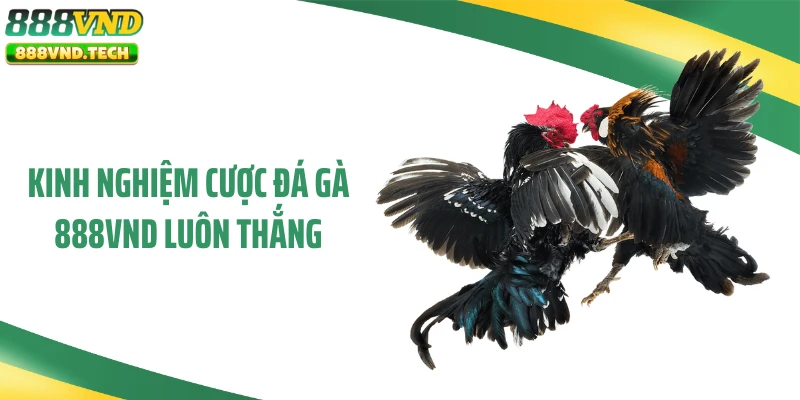 Kinh nghiệm cược đá gà 888VND luôn thắng
