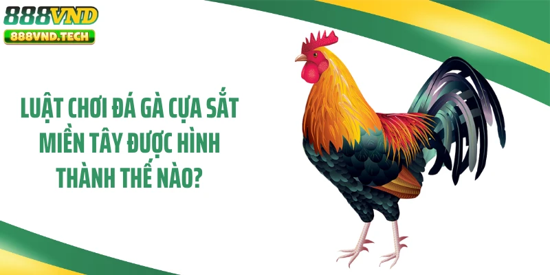Luật chơi đá gà cựa sắt miền Tây được hình thành thế nào?