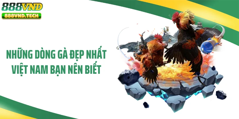 Những dòng gà đẹp nhất Việt Nam bạn nên biết