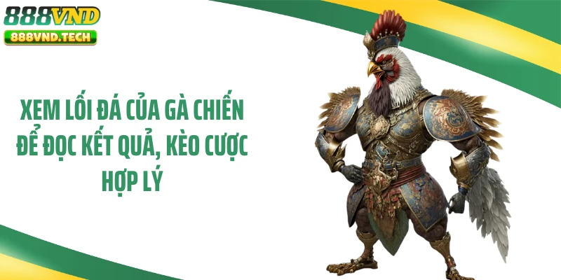 Xem lối đá của gà chiến để đọc kết quả, kèo cược hợp lý